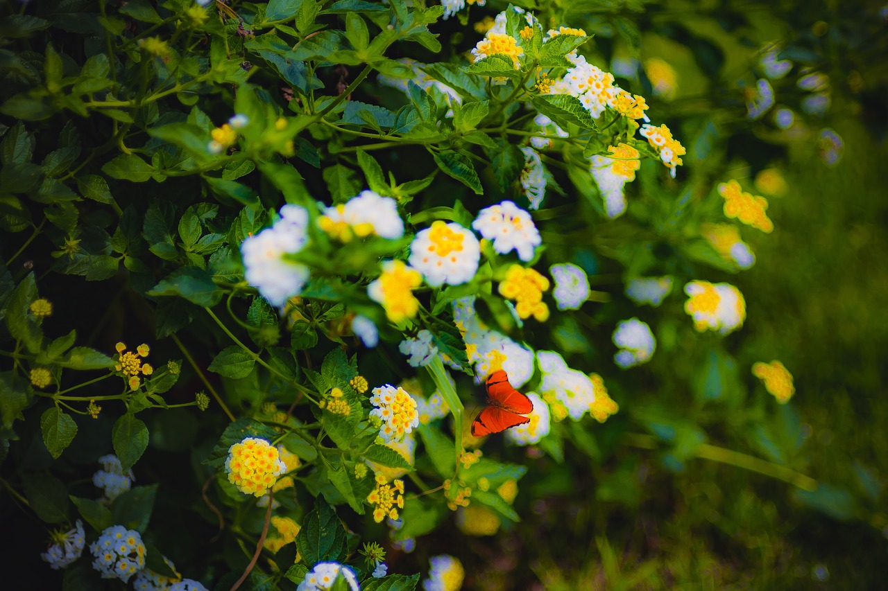 Image - nature flowers cart plants garden