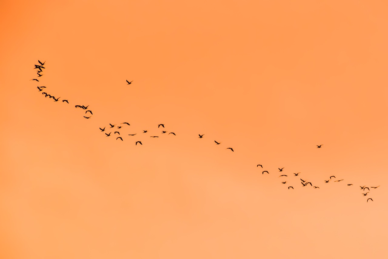 Image - swarm flock birds migratory birds
