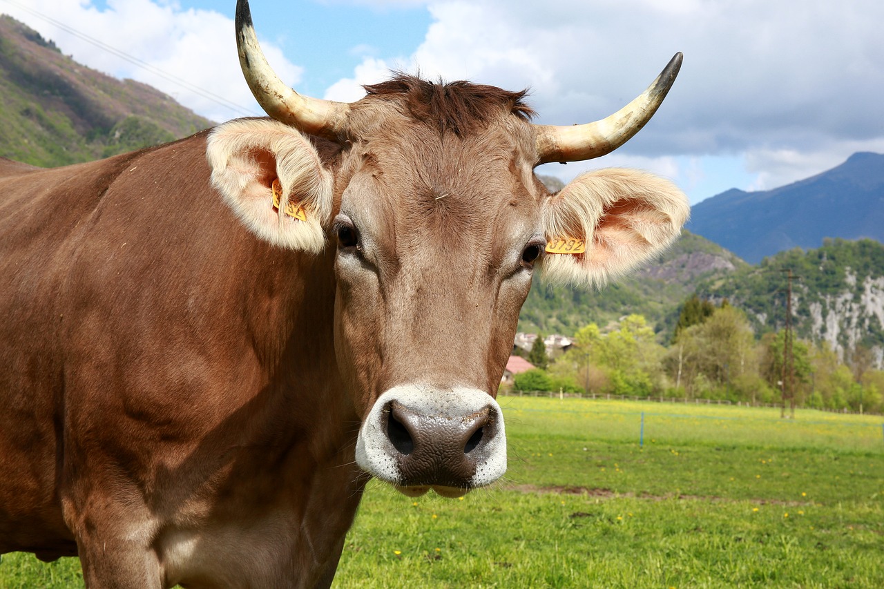 Image - bovino cow animals mountain