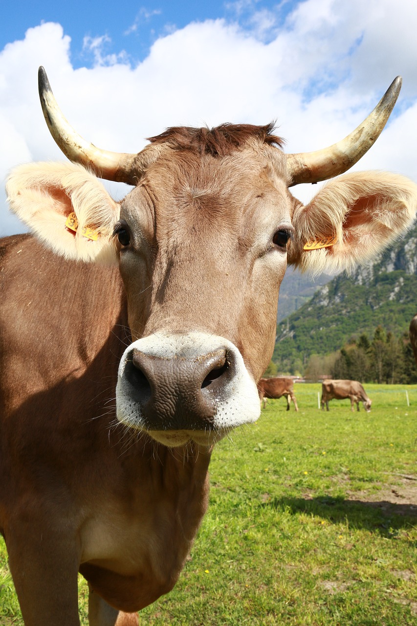 Image - bovino cow animals mountain