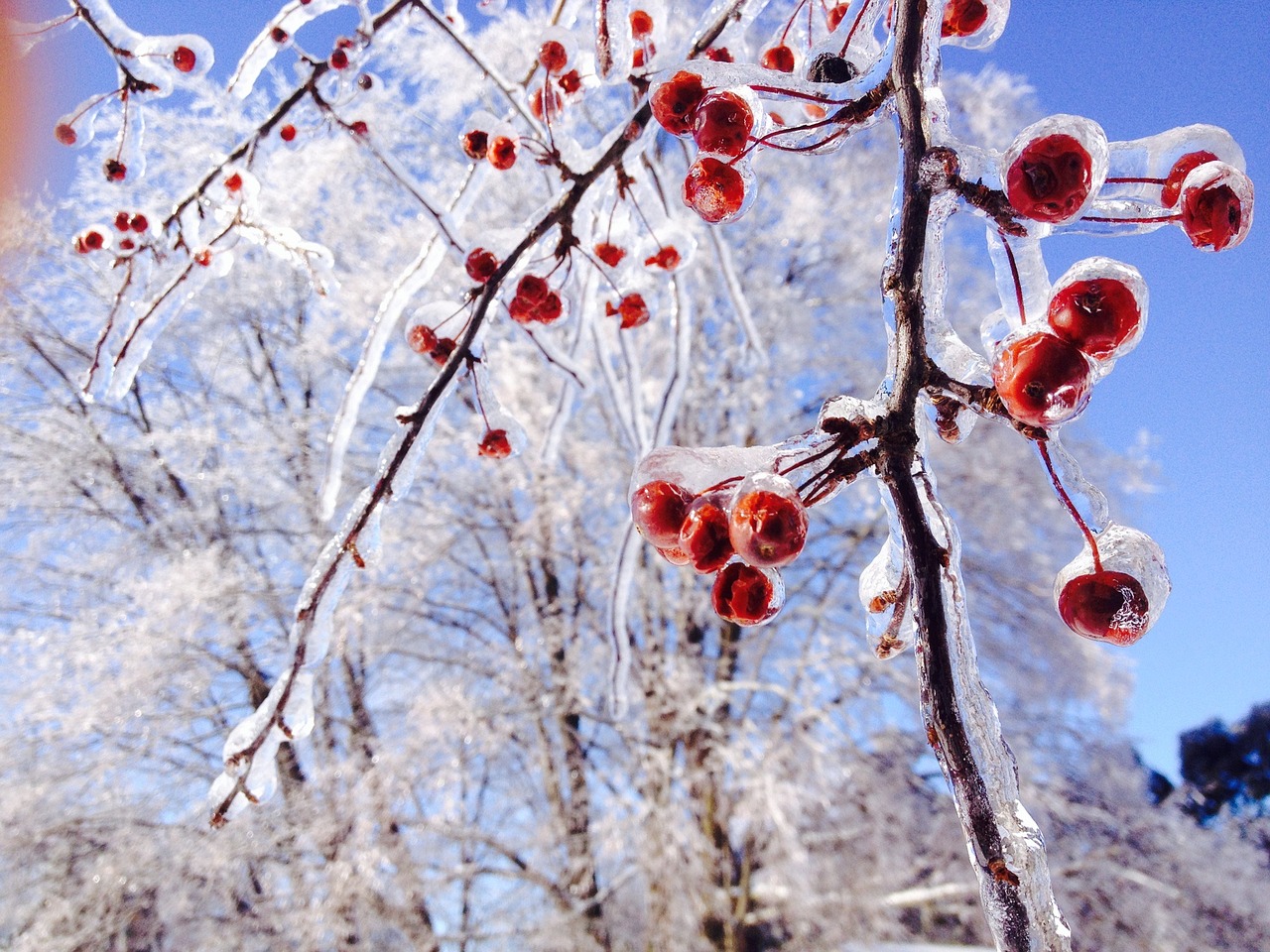 Image - ice trees crabapple