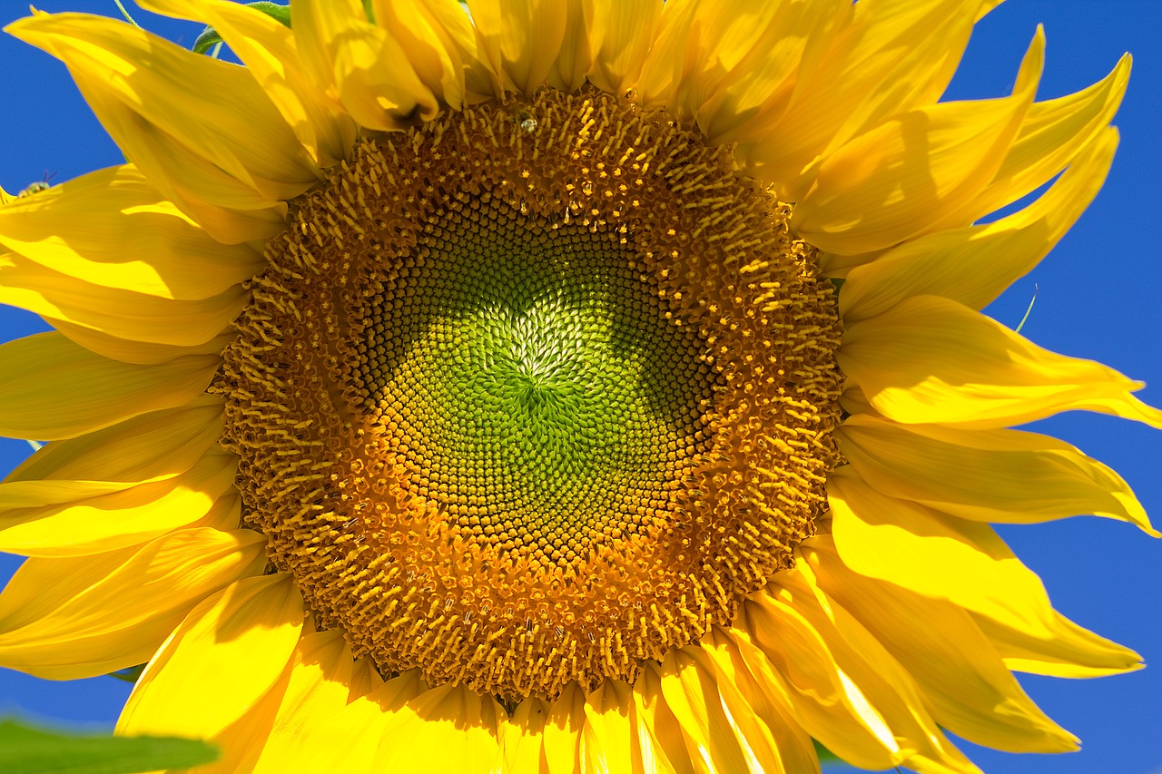 Image - sunflower summer flora flower