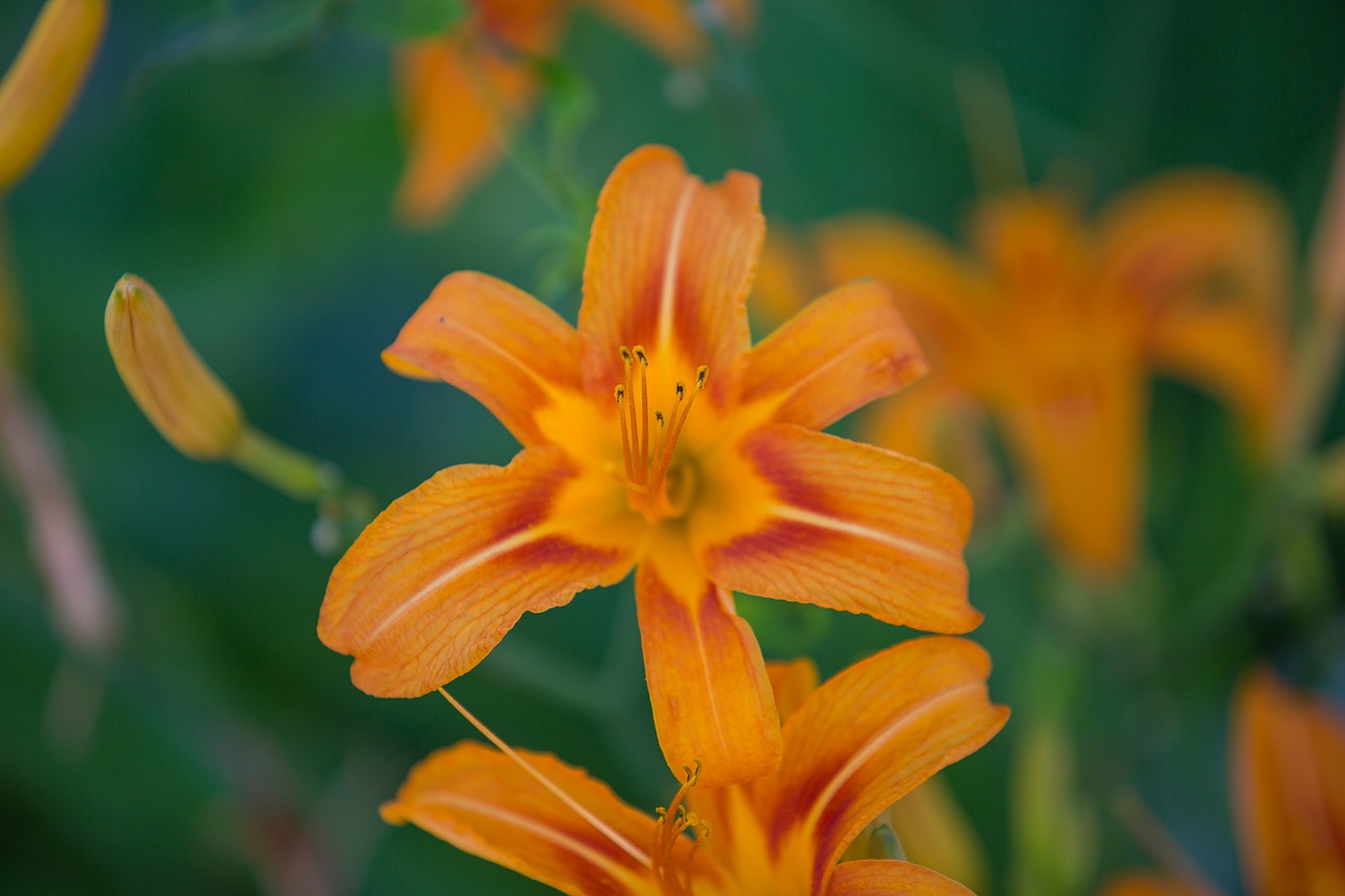 Image - tiger lily flower summer tiger