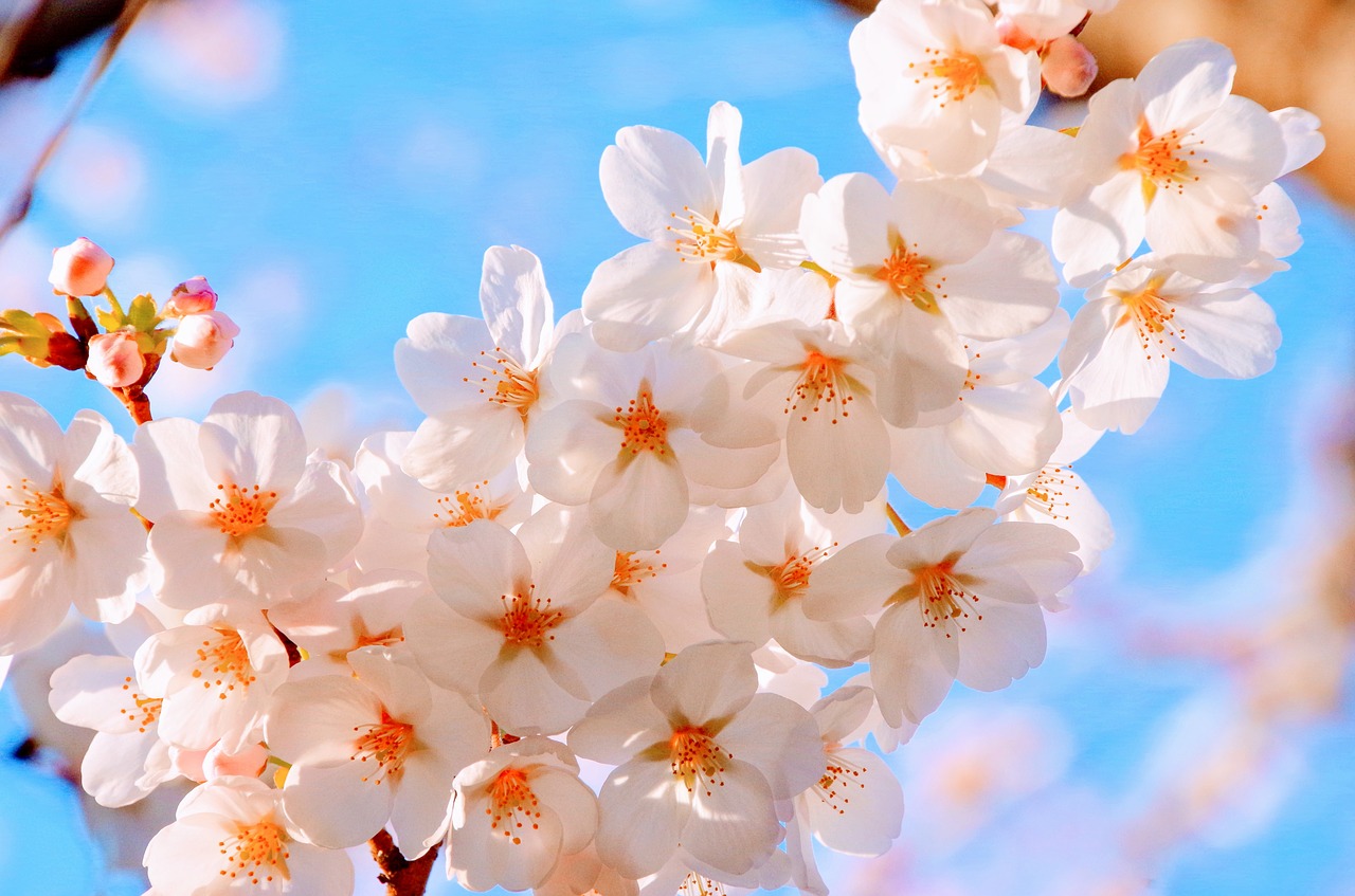 Image - cherry spring japan blue sky