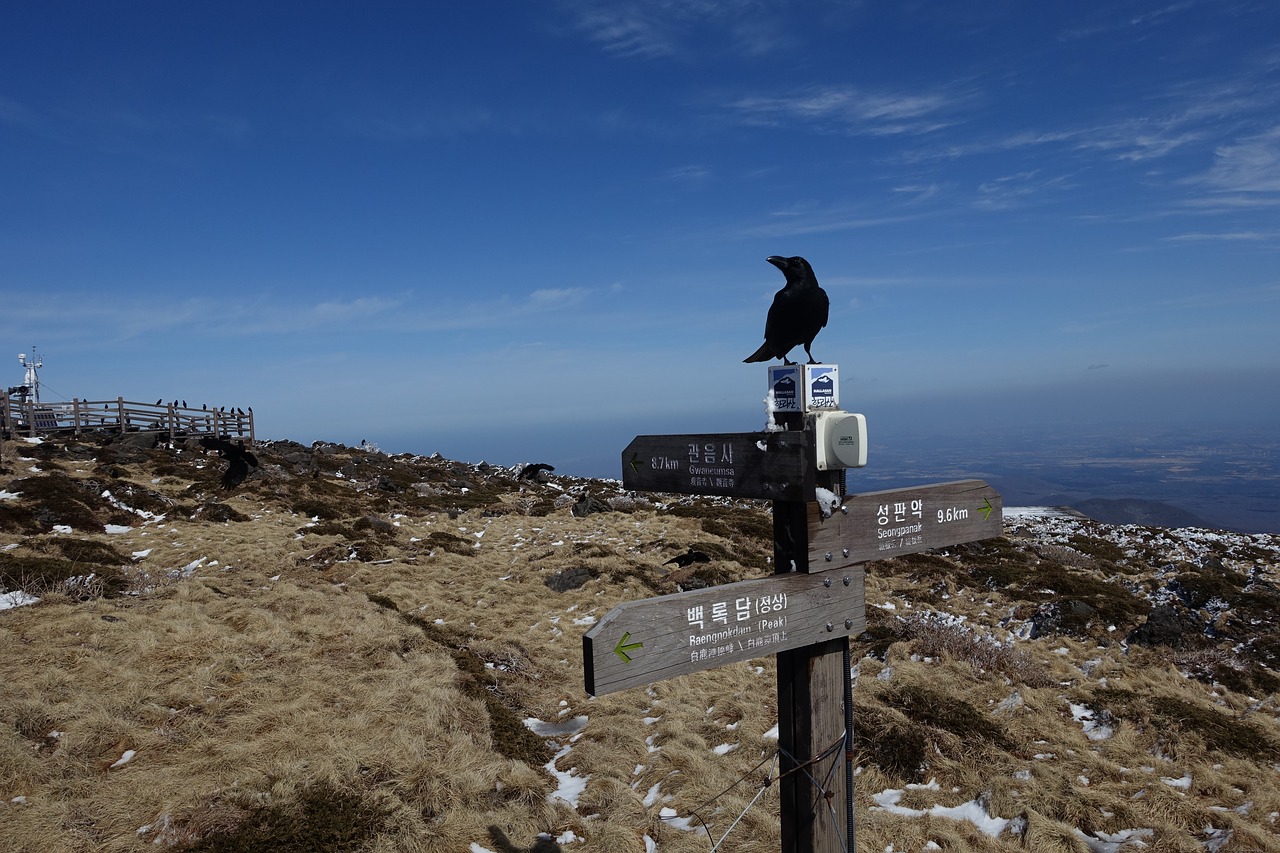 Image - winter snow mountain jeju island