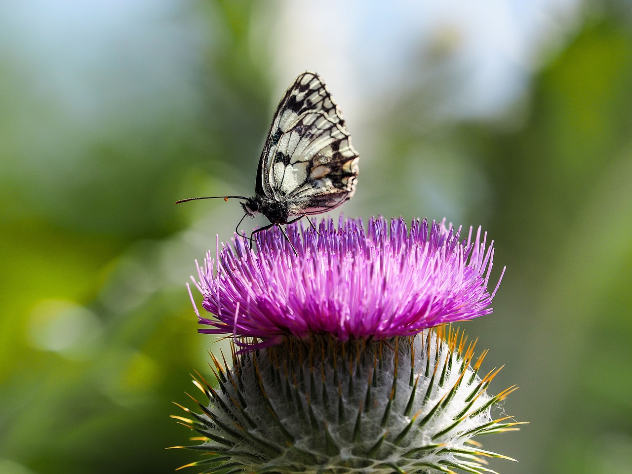 Image - butterfly nature half mourning