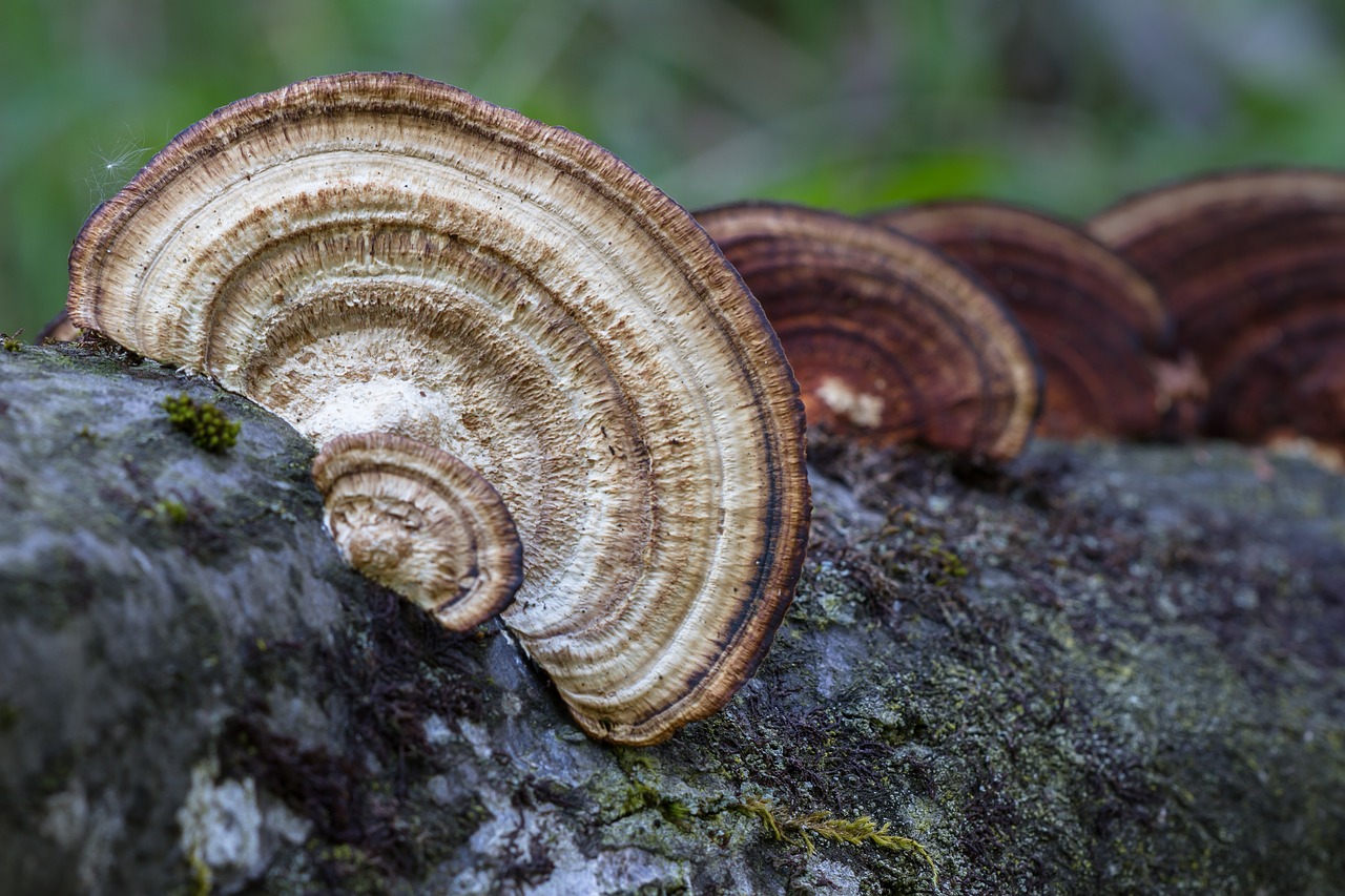 Image - mushroom wood fungus tree fungi