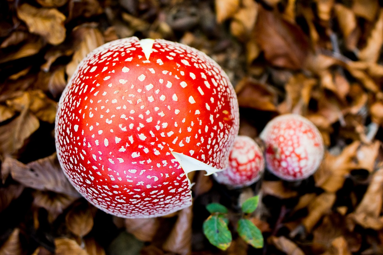 Image - fungi zetas mushrooms