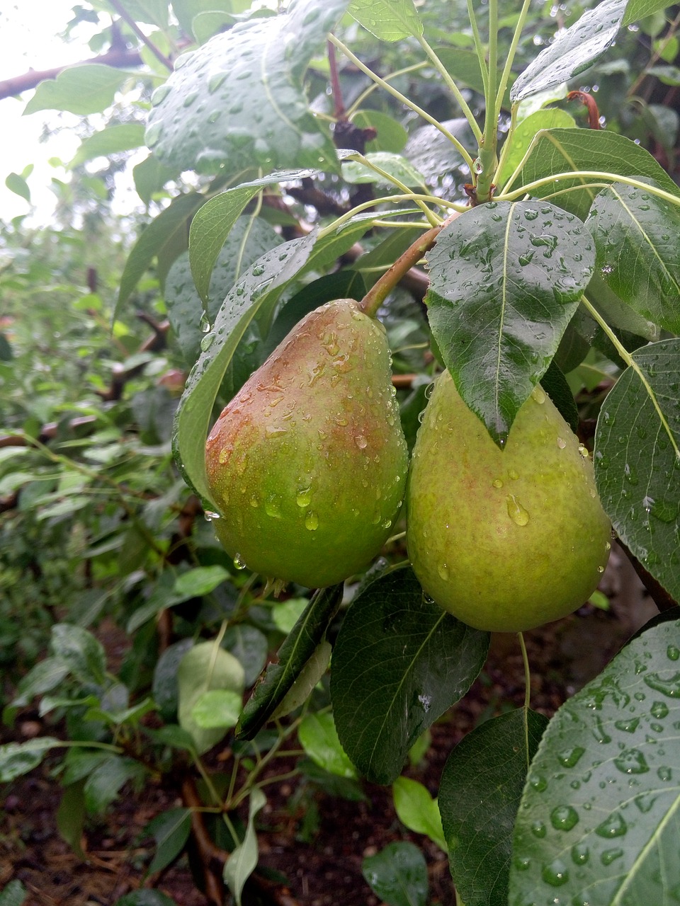 Image - nature pears rain greens tree