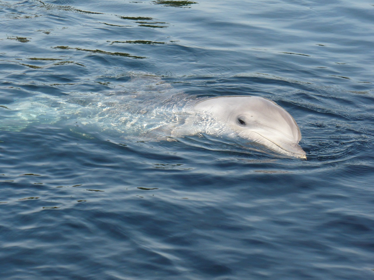 Image - dolphin water dolphinarium