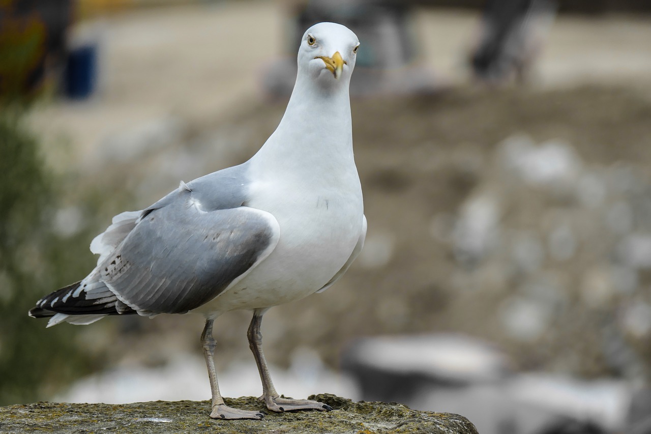Image - seagull sea seevogel water bird