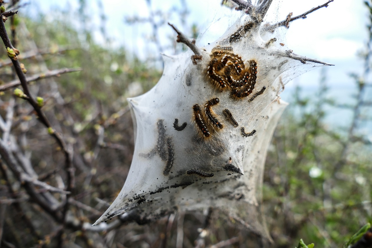 Image - caterpillar nest dream nest