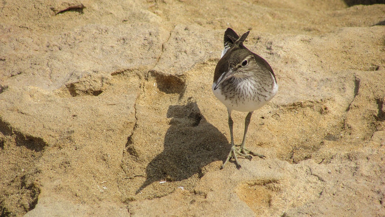 Image - stint seabird migratory nature