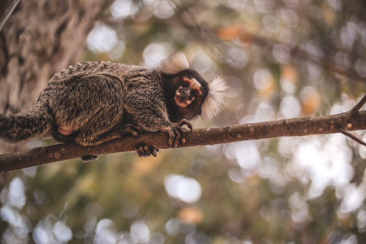 Image - mico marmoset wildlife monkey