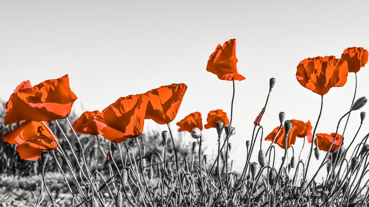 Image - poppies flower spring blossom