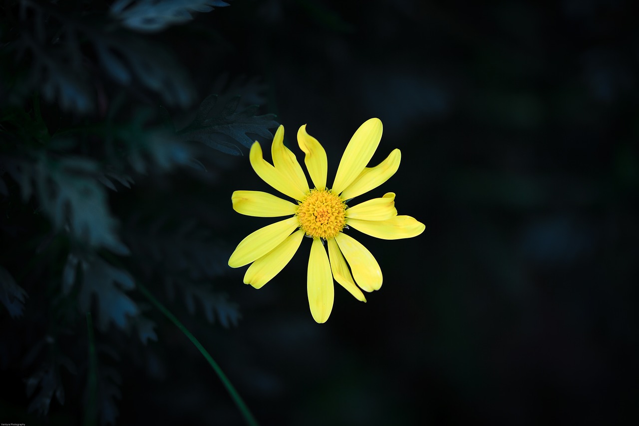 Image - flower yellow flower ye yellow