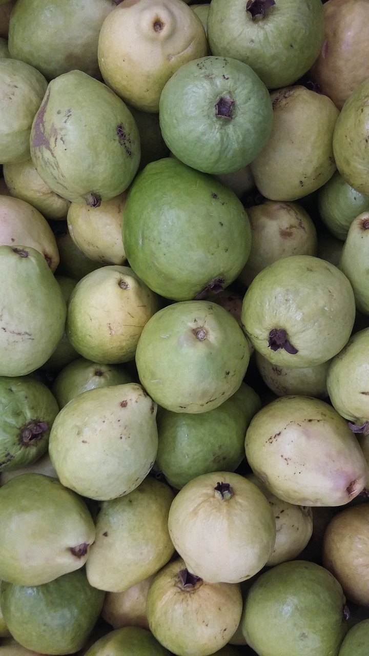Image - irrigated fruitculture guava