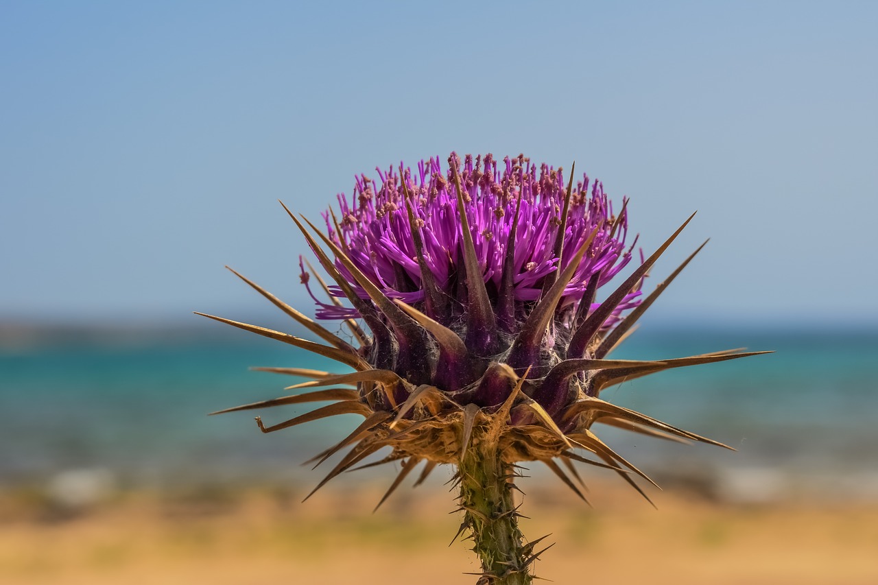 Image - thistle flower plant nature weed