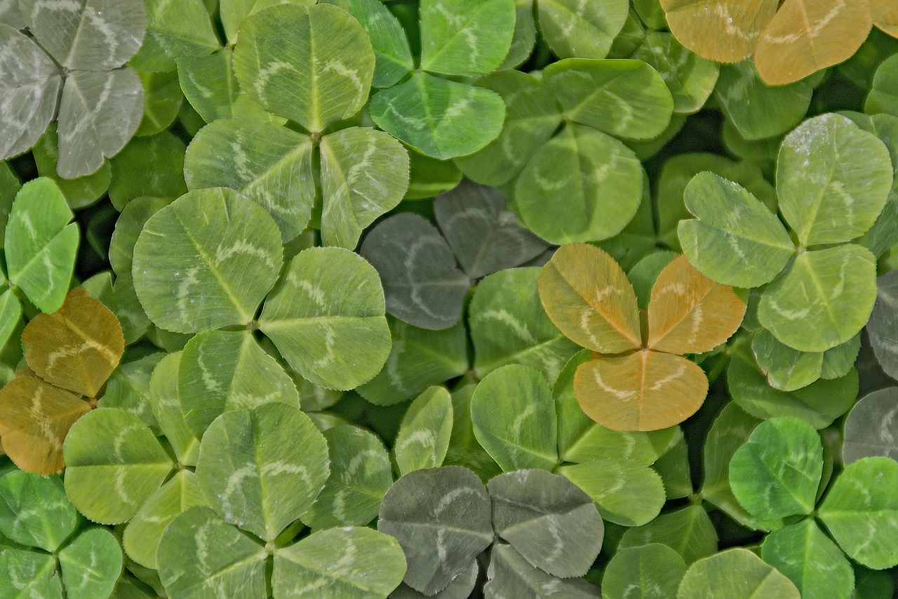 Image - green clover color vegetation