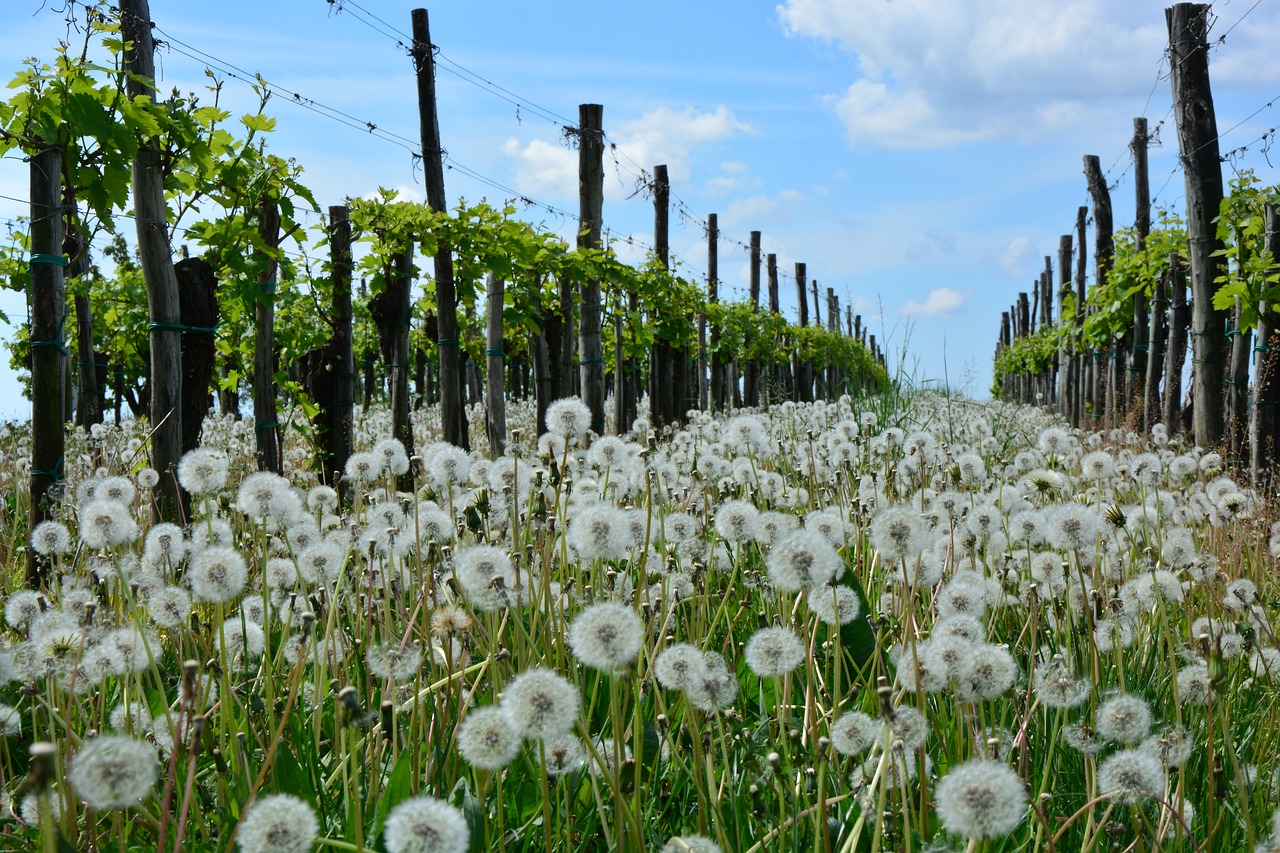 Image - dandelion vineyard nature spring