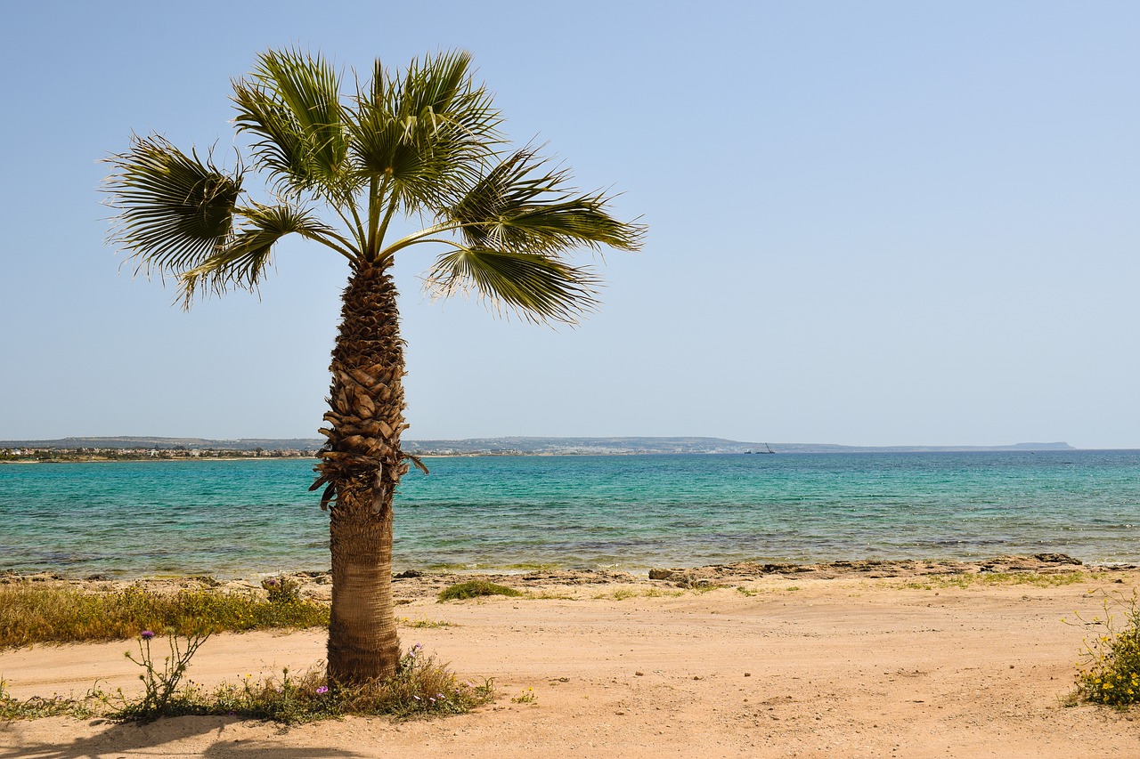 Image - cyprus potamos liopetri palm tree