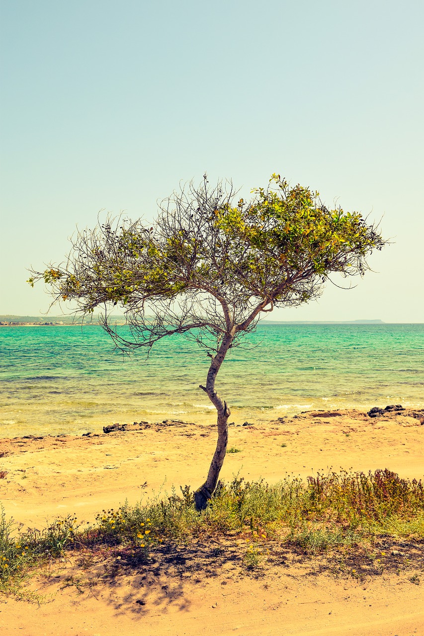 Image - cyprus potamos liopetri tree beach