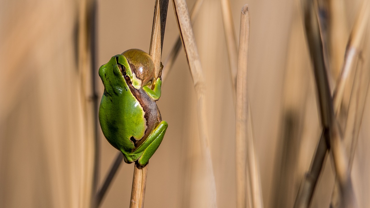 Image - tree frog frog green amphibian