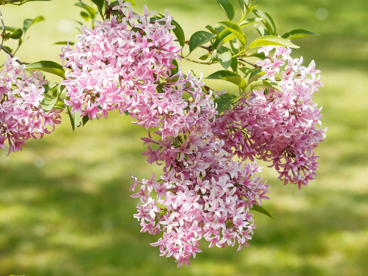 Image - flowers lilac nature spring purple