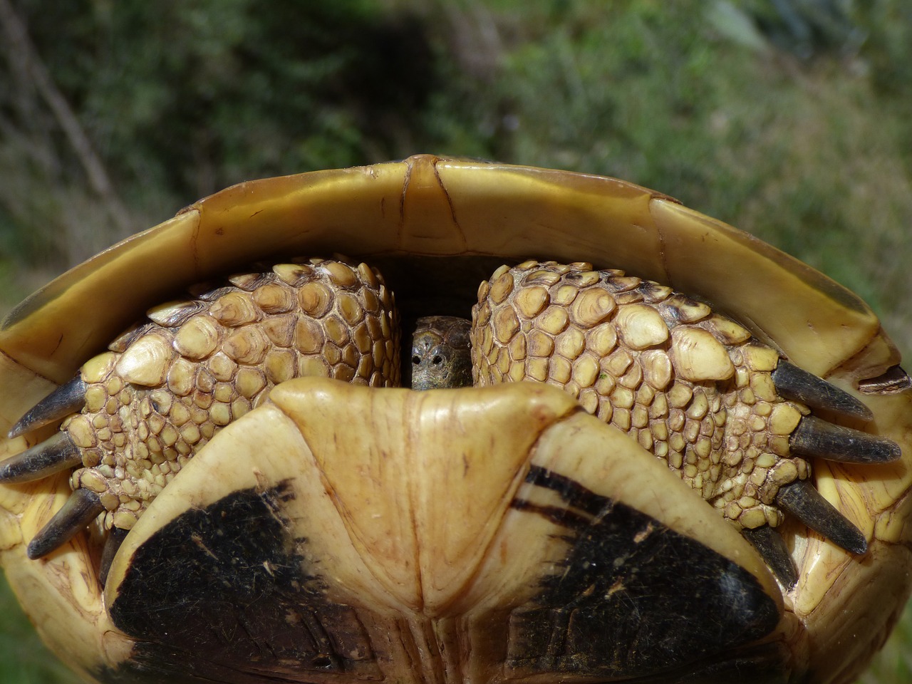 Image - turtle shell hide protection