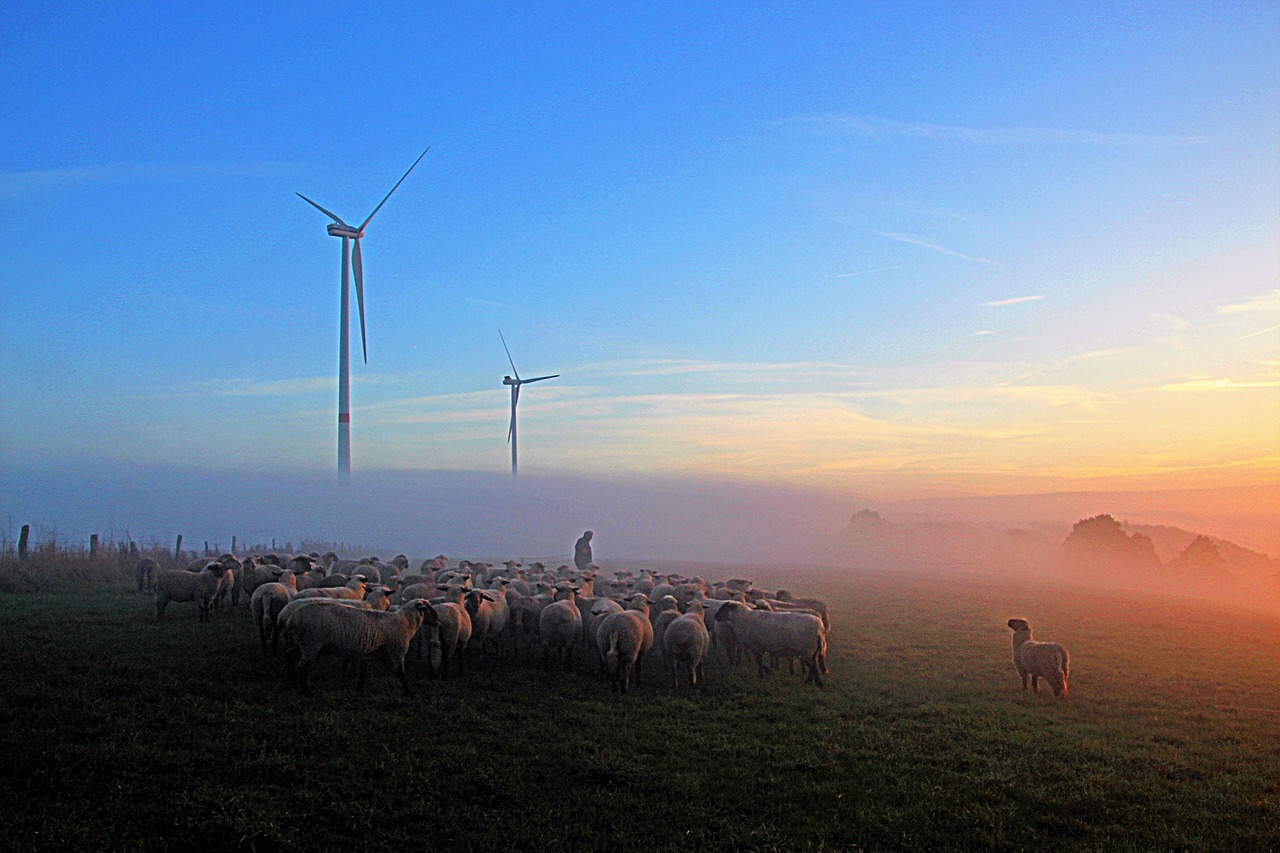 Image - flock of sheep shepherd romance