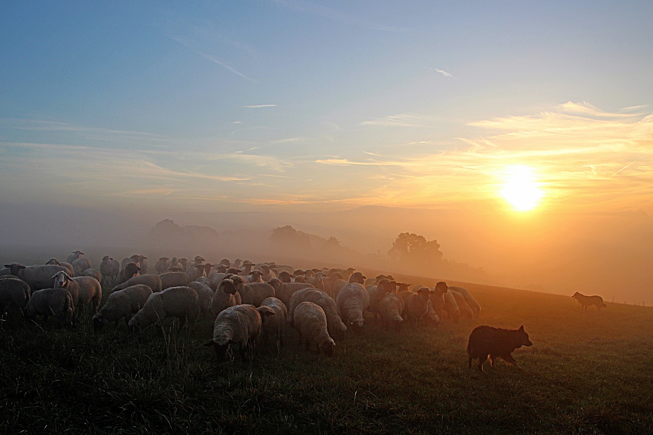 Image - flock of sheep shepherd romance