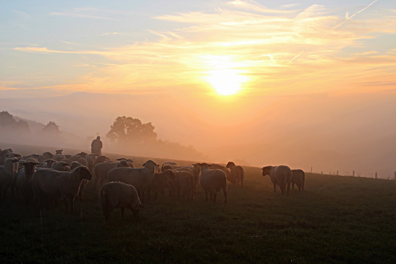 Image - schäfer flock of sheep