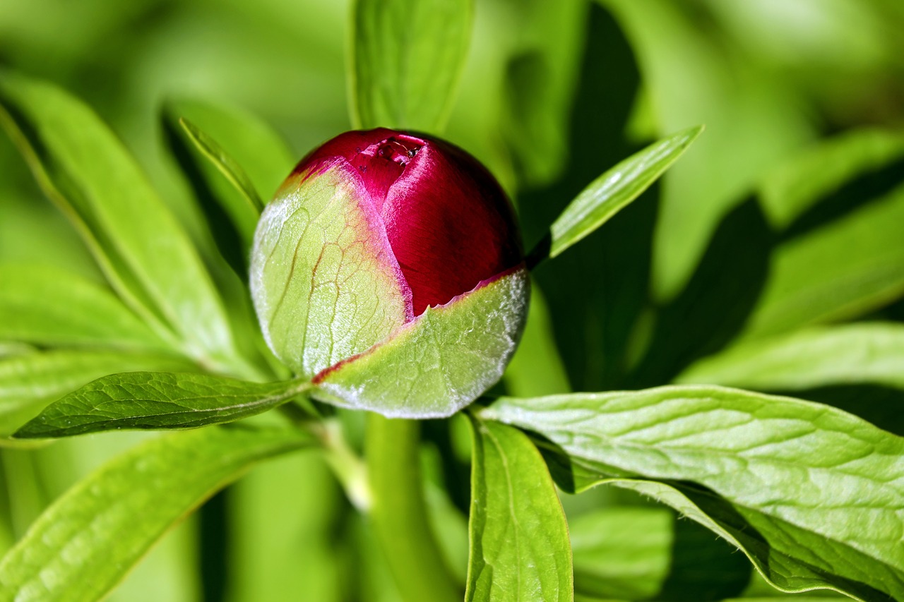 Image - peony bud peony bud flower blossom