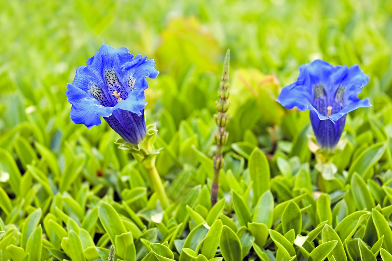 Image - gentian flower blossom bloom blue