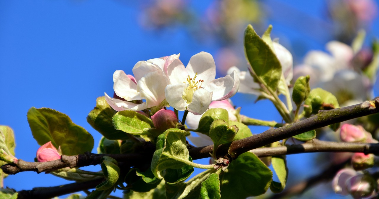 Image - blossom bloom apple blossom