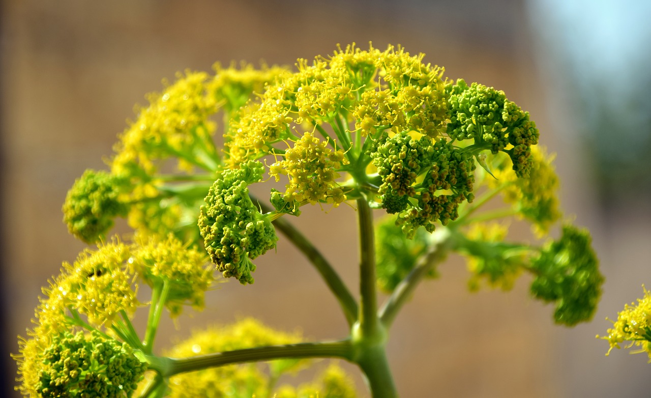 Image - fennel wild fennel blossom bloom