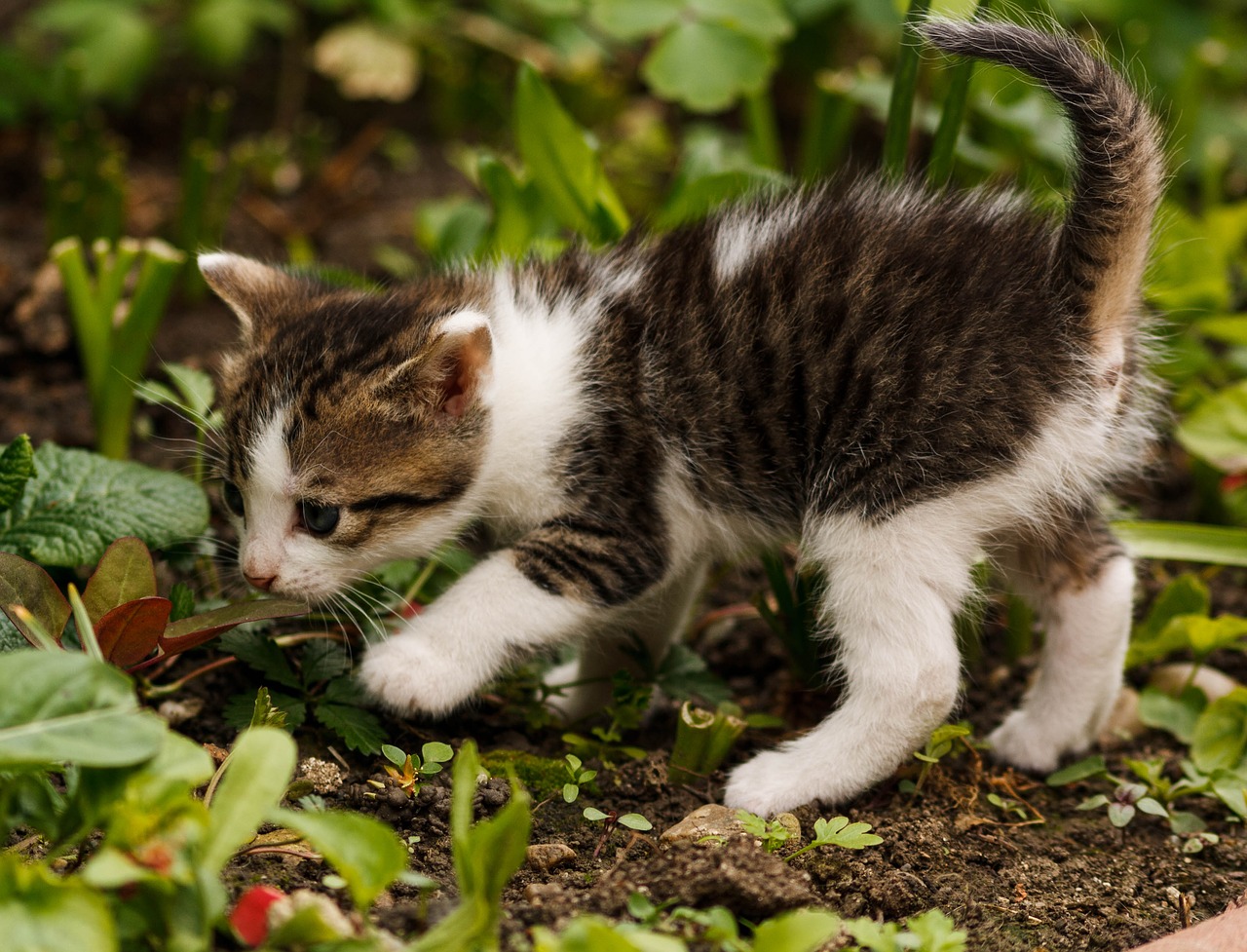 Image - friendship cat small cat animal