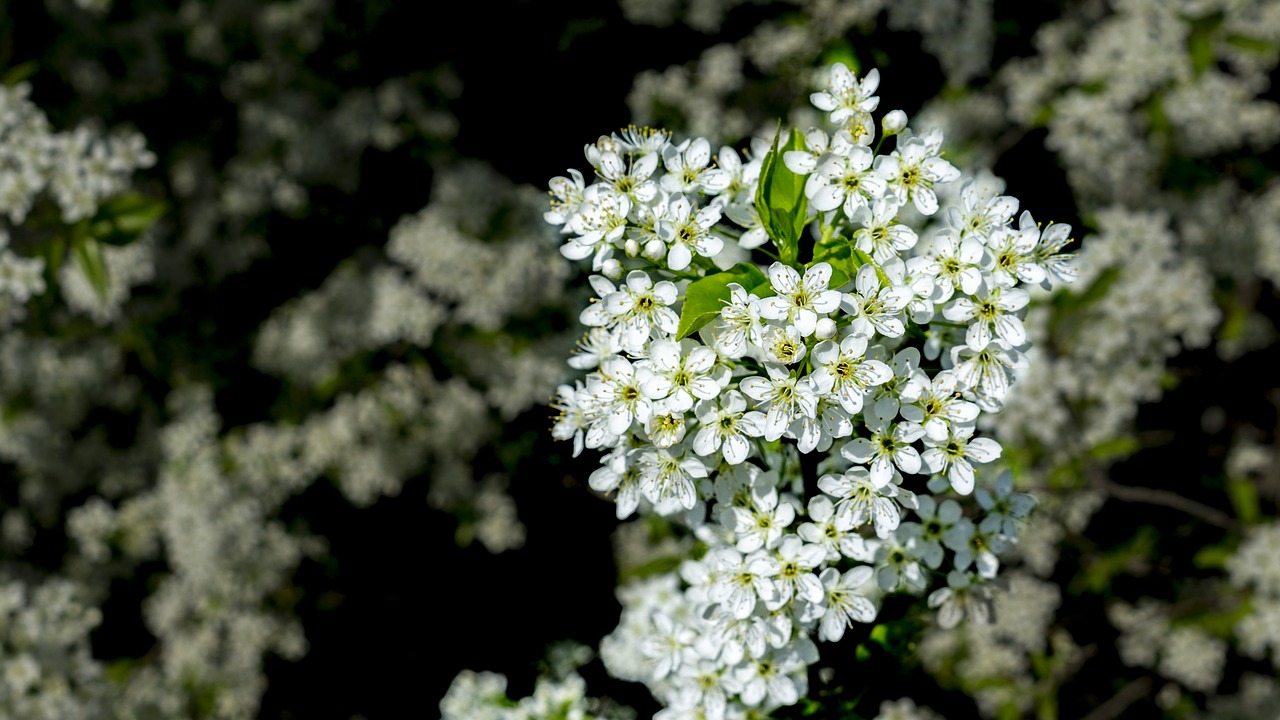 Image - kvetinky tree fruit