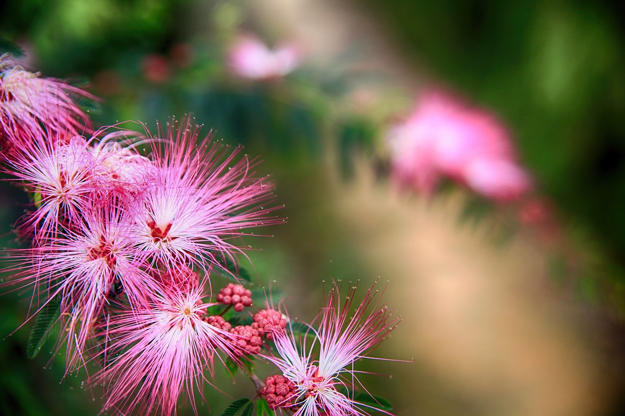 Image - puff flower pink flutter flower