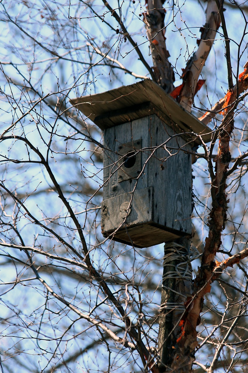 Image - birdhouse spring house for birds