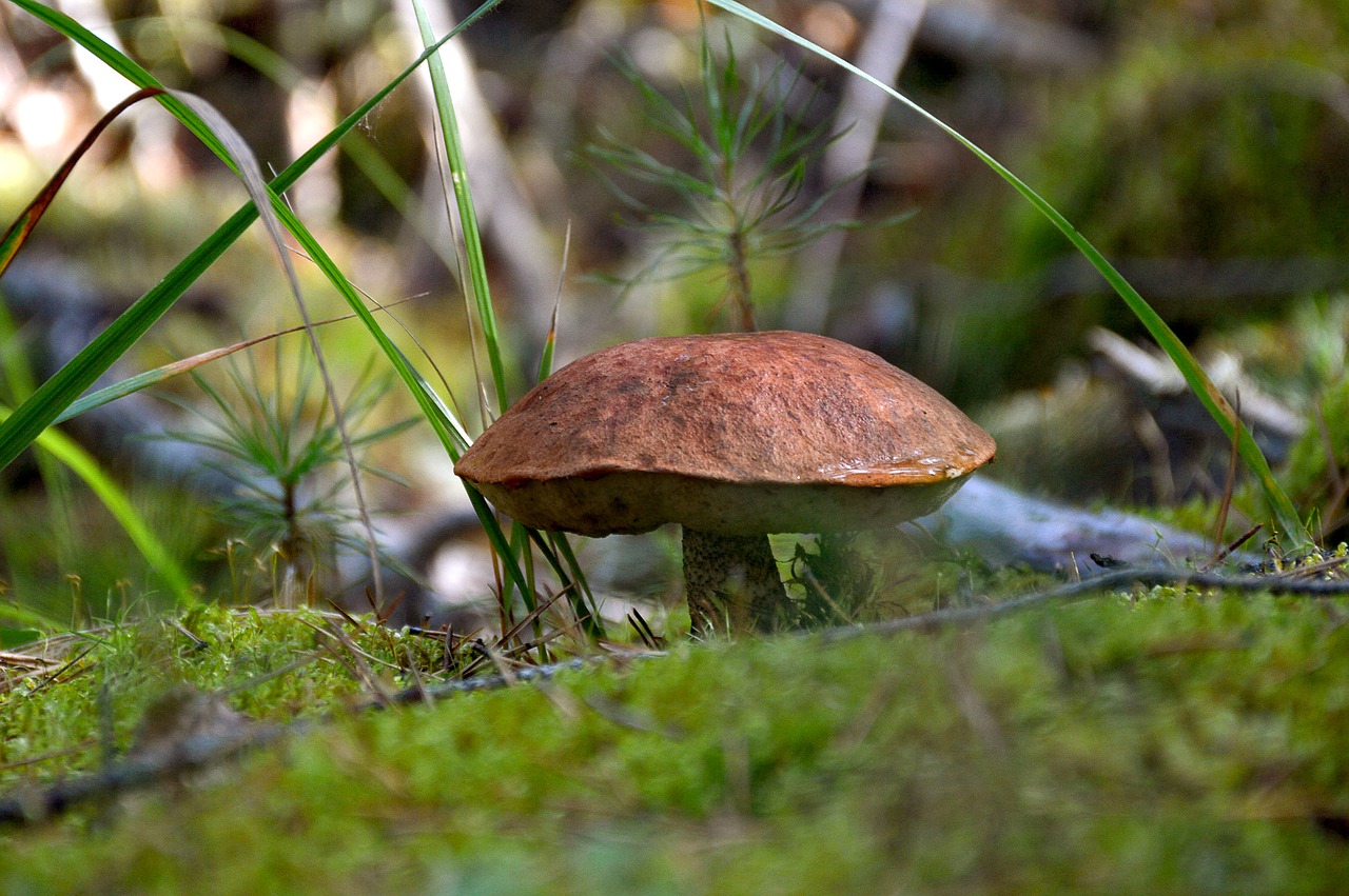 Image - mushroom greens summer nature