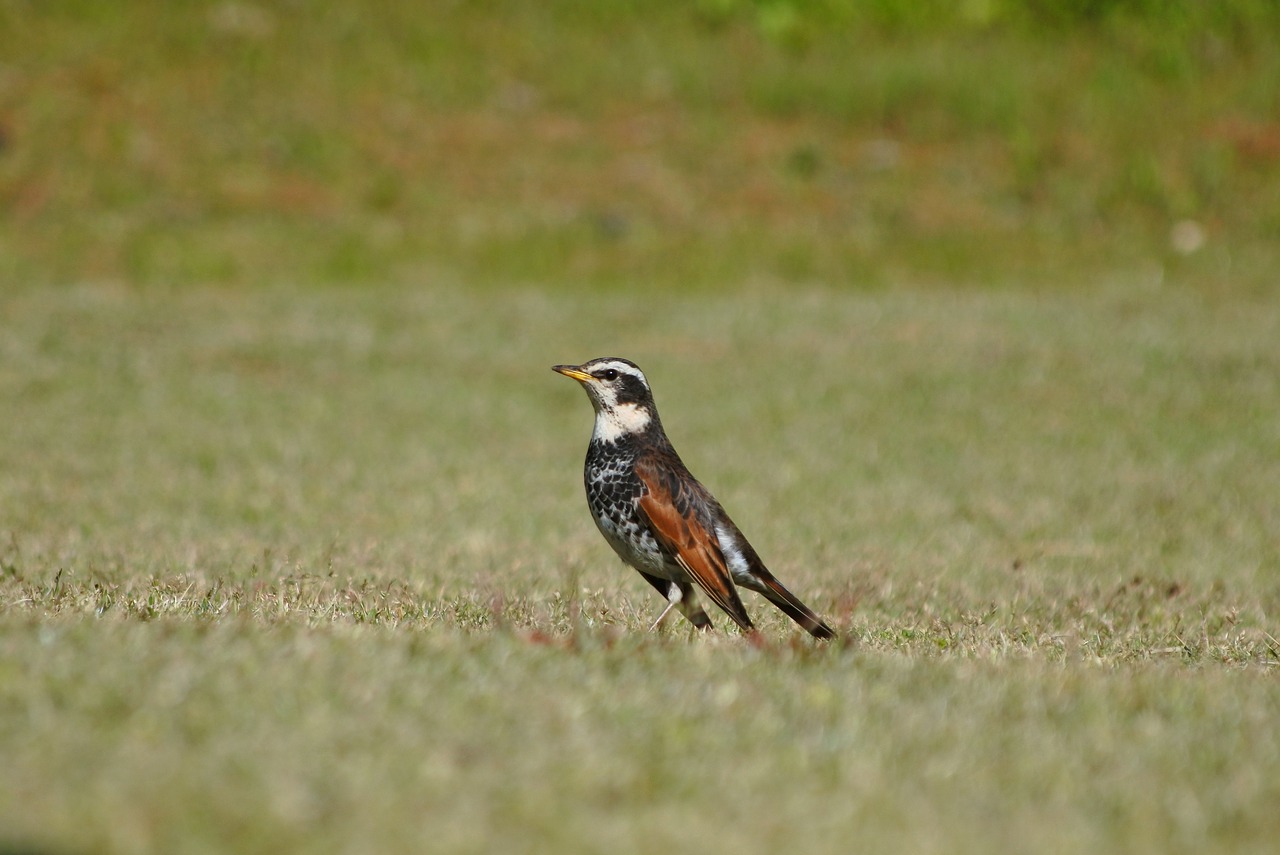 Image - animal plant grass lawn wild birds