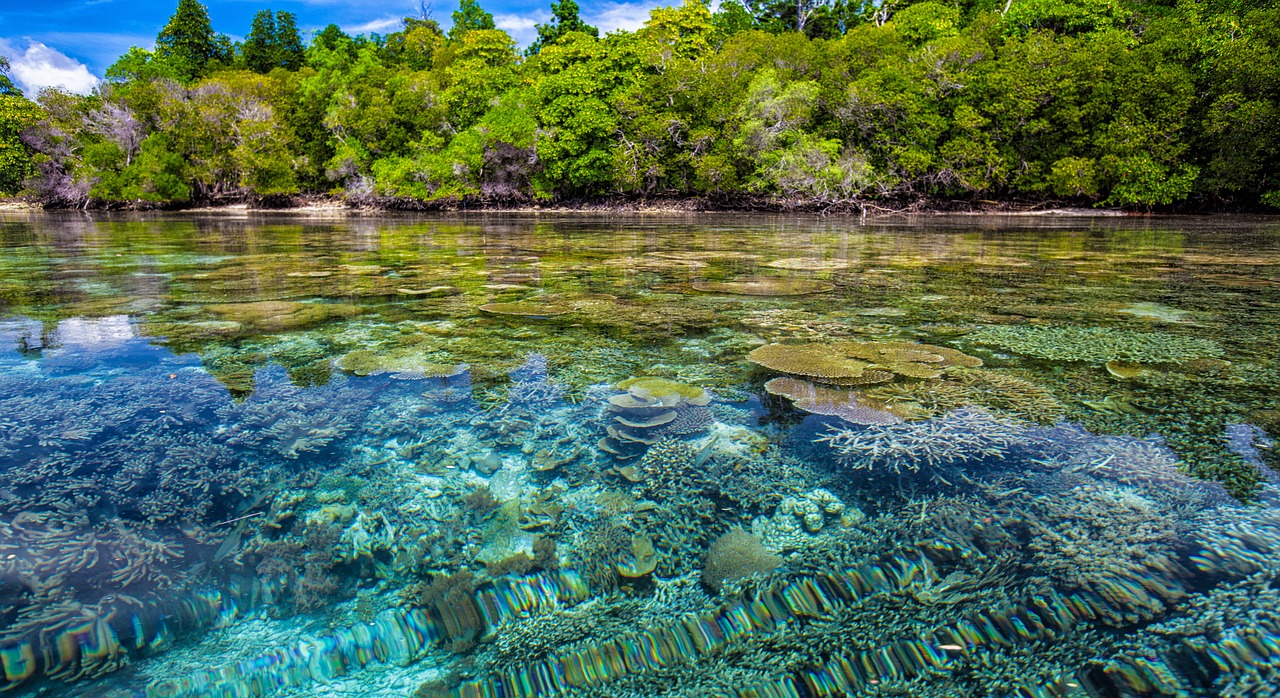 Image - coast coral reefs transparency