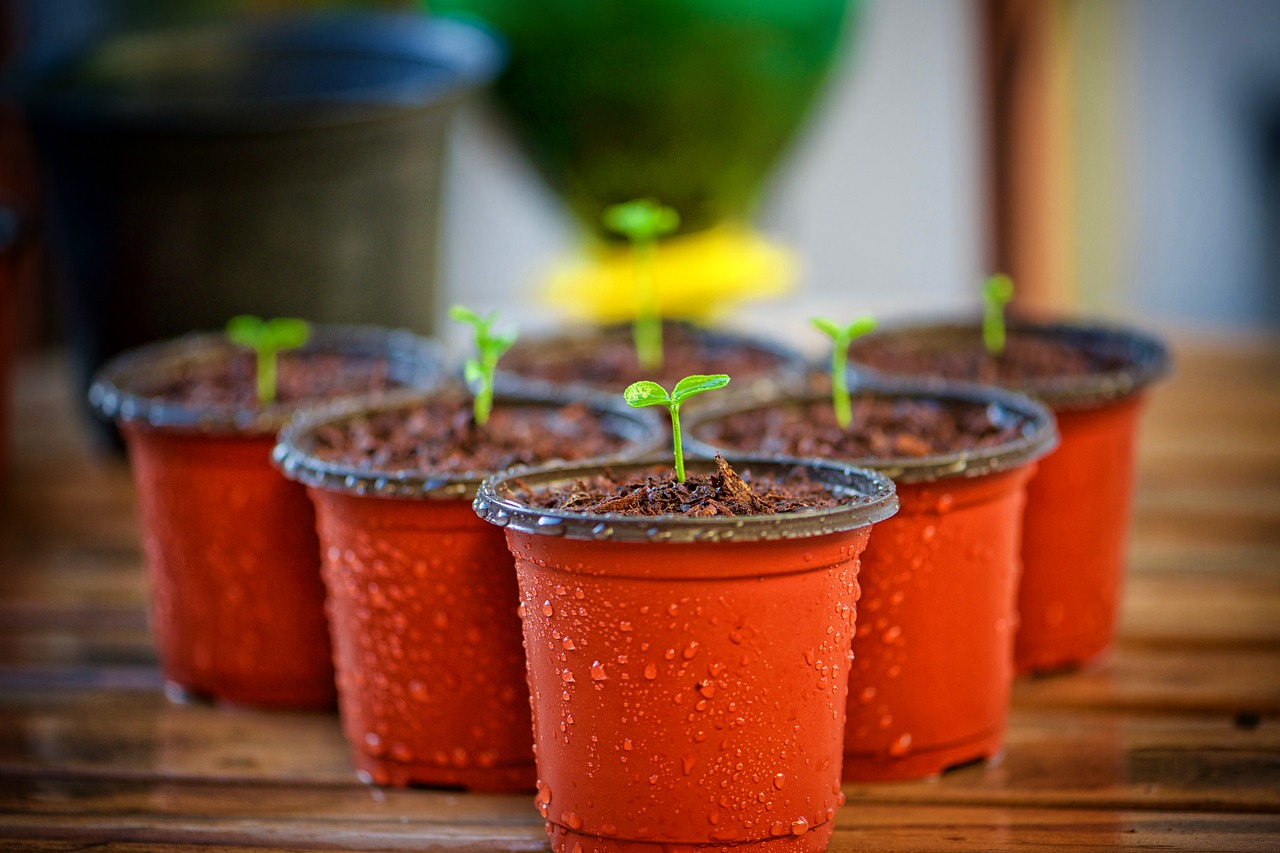 Image - garden flowerpot nature