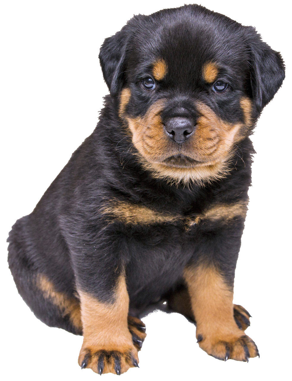 Image - isolated rottweiler puppy dog