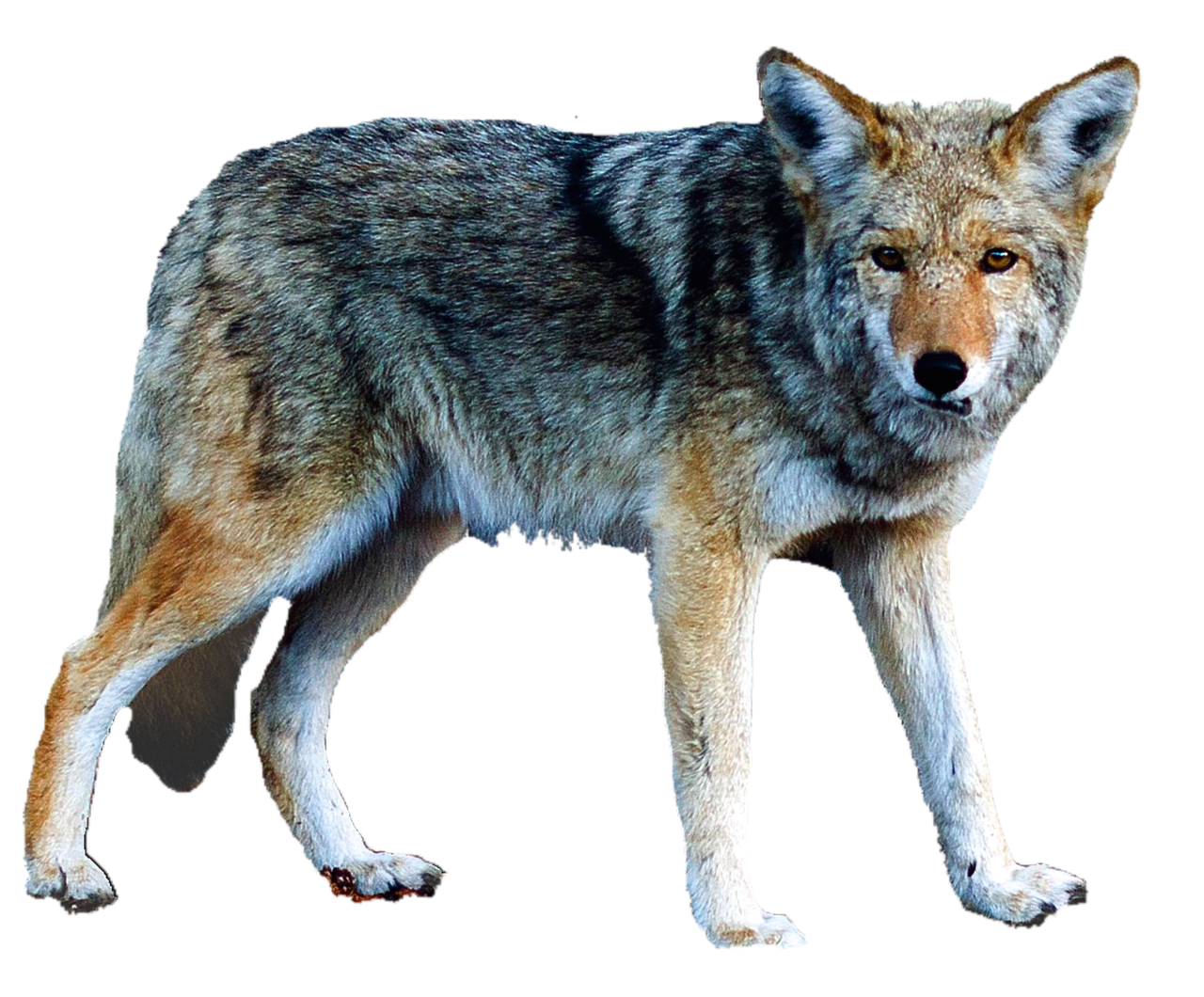 Image - isolated wolf animal nature