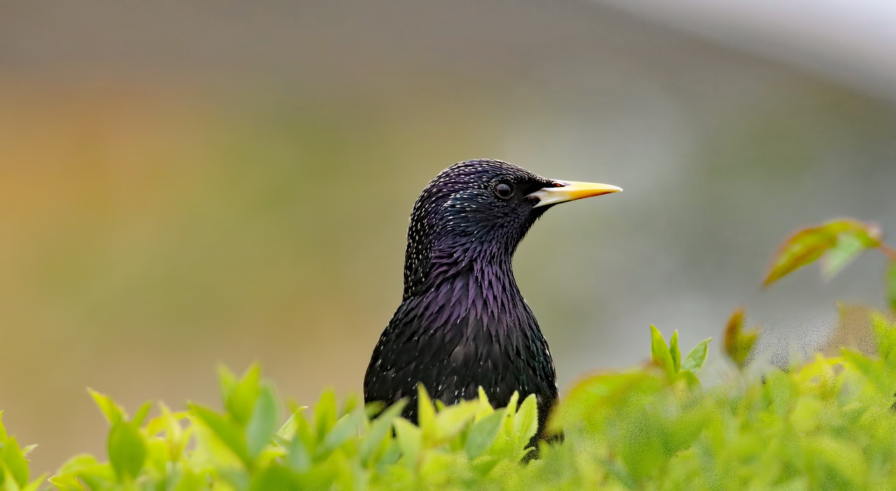 Image - starling bird wildlife animal