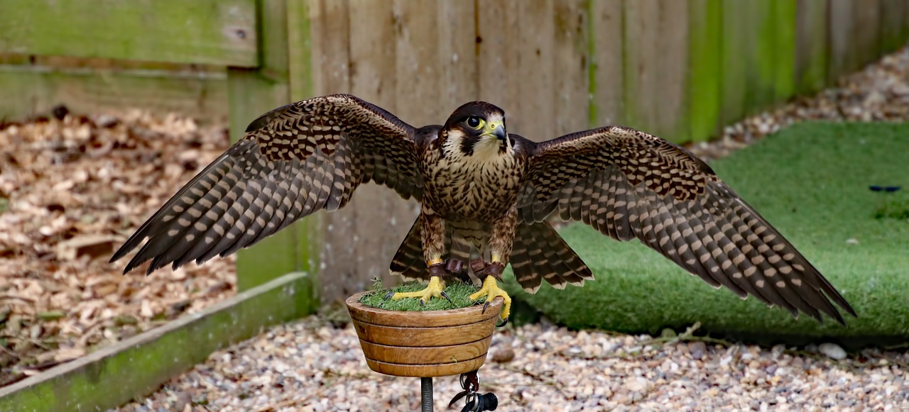 Image - peregrine falcon bird predator