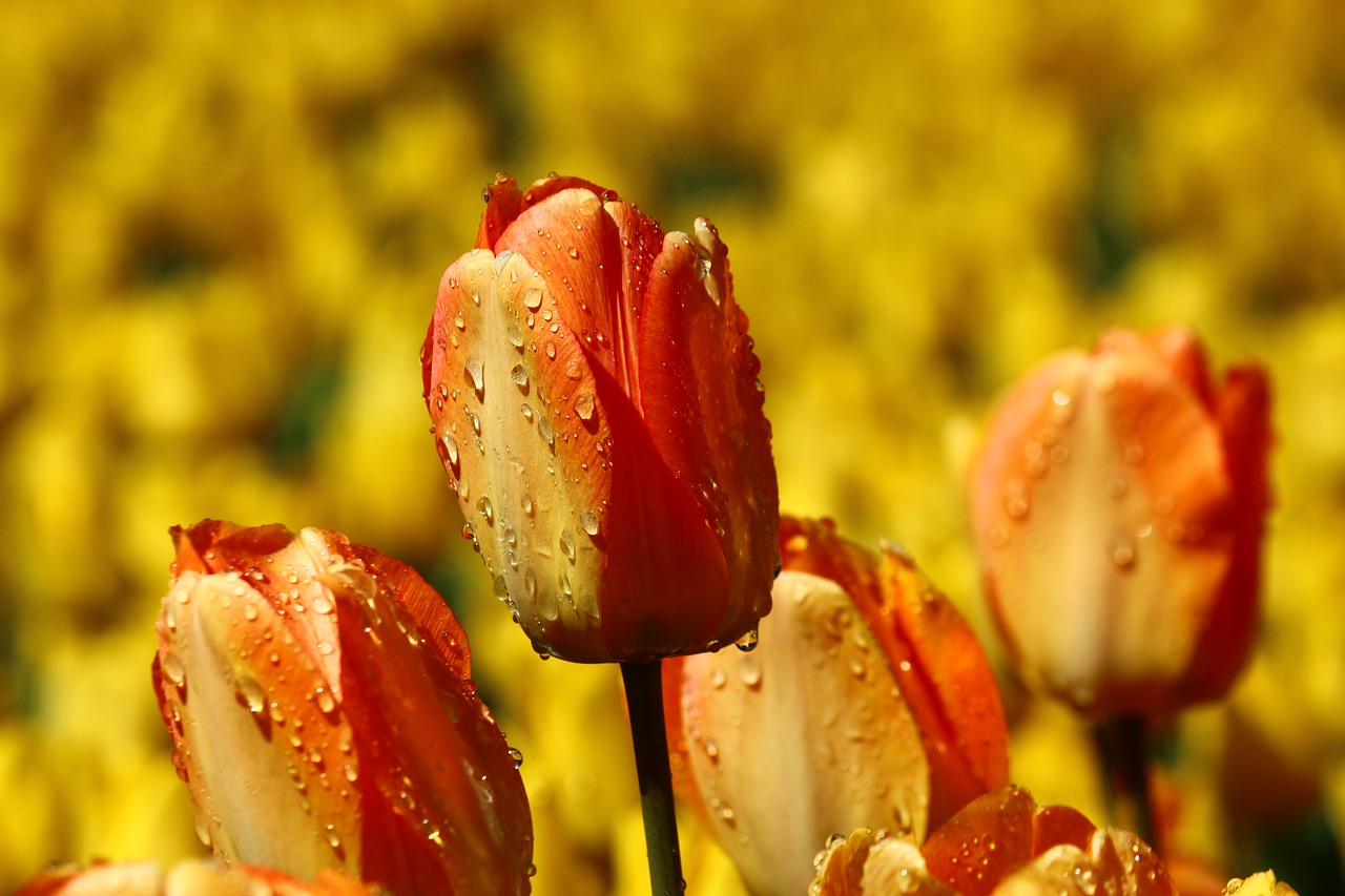 Image - after the rain both devices tulip