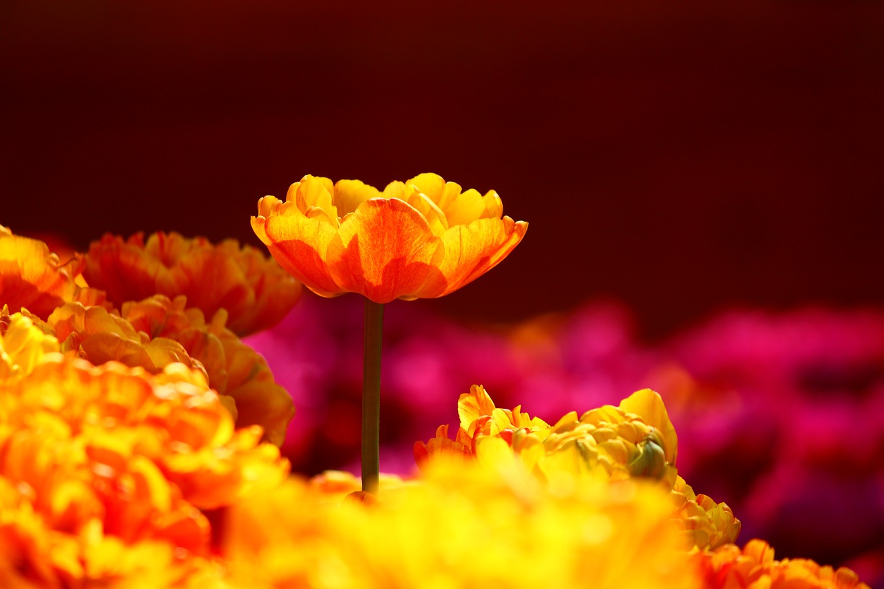 Image - tulips stand alone konya spring